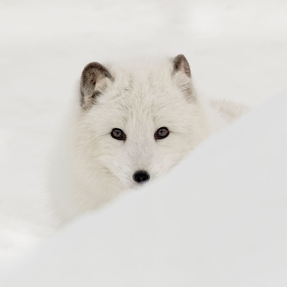 Arctic Fox Poster Print by Danita Delimont featuring a stunning Arctic fox in its natural habitat.