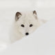 Arctic Fox Poster Print by Danita Delimont featuring a stunning Arctic fox in its natural habitat.