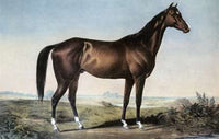 Celebrated Horse Lexington Poster Print by Currier and Ives