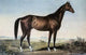 Celebrated Horse Lexington Poster Print by Currier and Ives