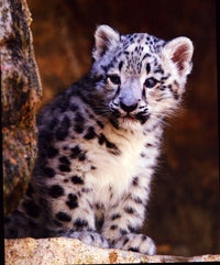 Baby Leopard Photography Print showcasing a playful baby leopard in its natural habitat.