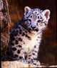 Baby Leopard Photography Print showcasing a playful baby leopard in its natural habitat.