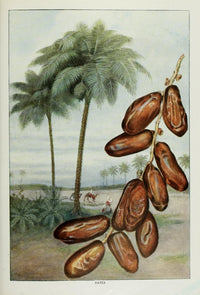 The Grocer's Encyclopedia 1911 Poster Print showcasing vintage food dates.