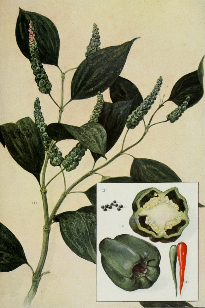 The Grocer's Encyclopedia 1911 Peppers Poster Print - Vintage Artwork