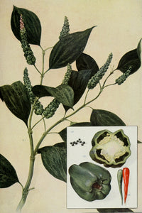 The Grocer's Encyclopedia 1911 Peppers Poster Print - Vintage Artwork