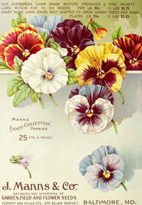Mann's Superior Seeds 1914 Pansies Poster Print showcasing beautiful floral artwork.