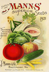 Mann's Superior Seeds 1921 Vegetable Poster Print showcasing vintage vegetable illustrations.