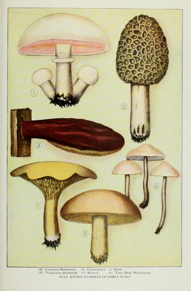 The Grocer's Encyclopedia Edible Fungi Poster Print vintage artwork from 1911