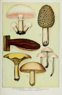 The Grocer's Encyclopedia Edible Fungi Poster Print vintage artwork from 1911