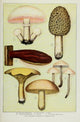 The Grocer's Encyclopedia Edible Fungi Poster Print vintage artwork from 1911