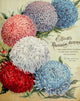 Wm. Elliott & Sons 1900 Flowers Poster Print showcasing vibrant floral design.
