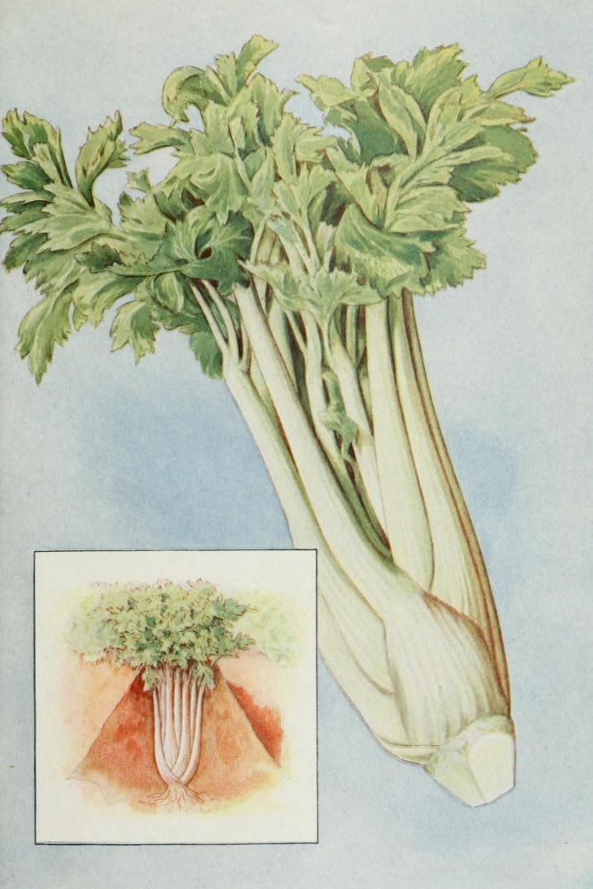 1911 Grocer's Encyclopedia Celery Poster Print