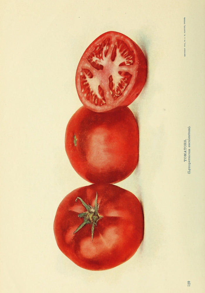 Birds & Nature 1899-1905 Tomatoes Poster Print showcasing vibrant tomatoes in nature.