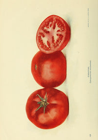 Birds & Nature 1899-1905 Tomatoes Poster Print showcasing vibrant tomatoes in nature.