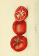 Birds & Nature 1899-1905 Tomatoes Poster Print showcasing vibrant tomatoes in nature.