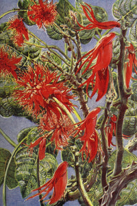 Endpaper The Uganda Protectorate 1902 Flora Poster Print showcasing vintage botanical art.