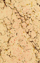 Histoire Naturelle des Animaux Sans Vertèbres art print showcasing invertebrate species.