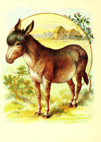 Friendly Animals Donkey Poster Print from 1905, charming animal art.