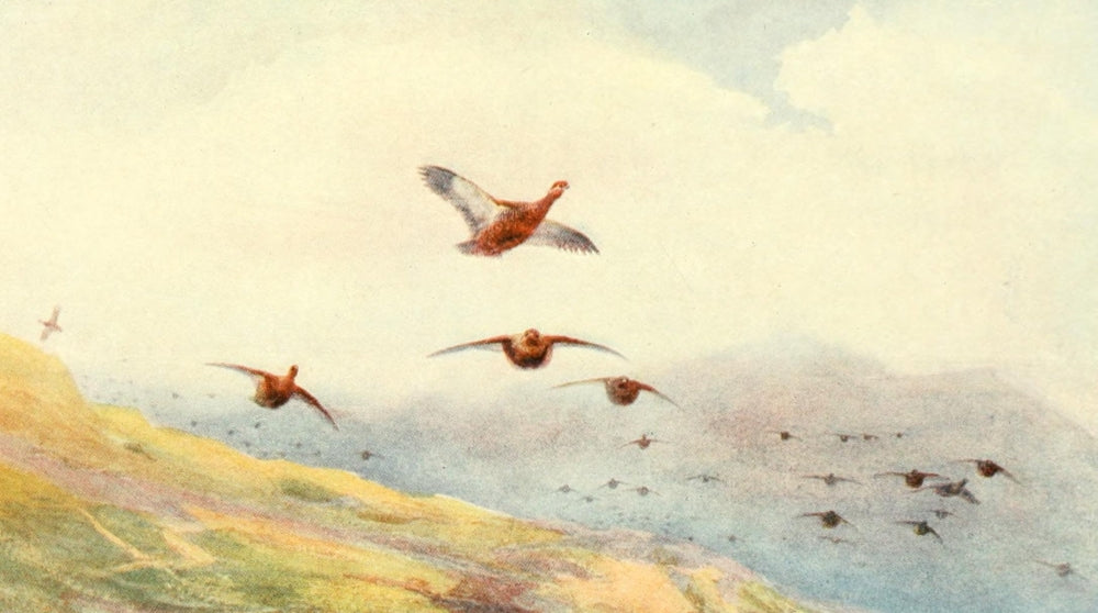 Grouse on the Wing Poster Print by Charles Whymper, showcasing wildlife in motion.