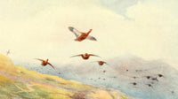 Grouse on the Wing Poster Print by Charles Whymper, showcasing wildlife in motion.