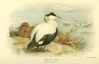 Birds of the British Islands 1885 Eider, Common Poster Print by Archibald Thorburn