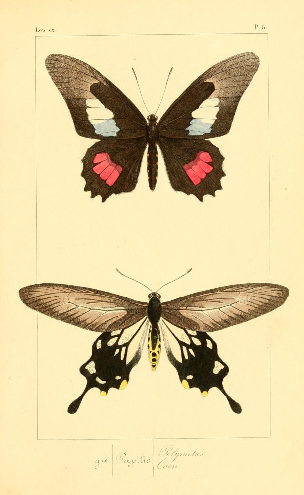 Histoire Naturelle des Lépidoptères Exotiques 1845 Polymetus Poster Print
