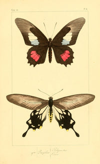 Histoire Naturelle des Lépidoptères Exotiques 1845 Polymetus Poster Print