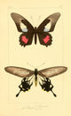 Histoire Naturelle des Lépidoptères Exotiques 1845 Polymetus Poster Print