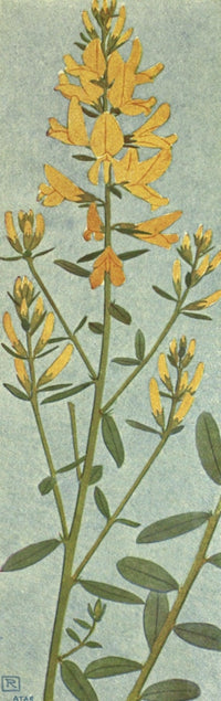 Alpine Flora 1911 Genista Tinctoria Poster Print by Philippe Robert