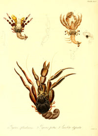 Cptn Beechey's Voyage 1839 Crabs Poster Print by G.B. Sowerby