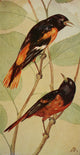 Wild Birds 1921 Orioles Poster Print by F. S. Mathews