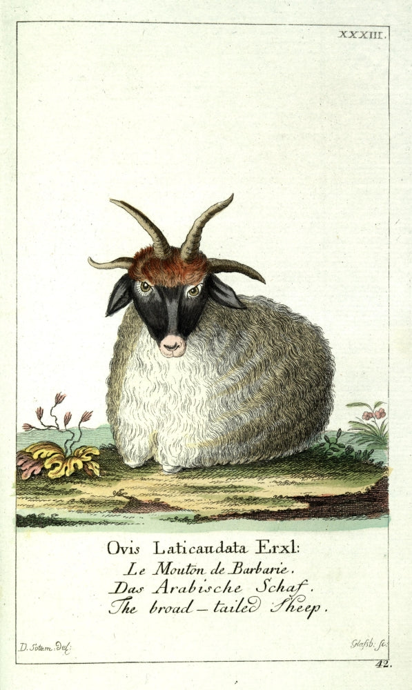 Broad-tailed Sheep Poster Print from Naturgeschichte des Thierreichs by Daniel Sotzmann