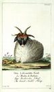 Broad-tailed Sheep Poster Print from Naturgeschichte des Thierreichs by Daniel Sotzmann