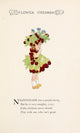 Flower Children 1910 Nightshade Poster Print by M.T. Ross