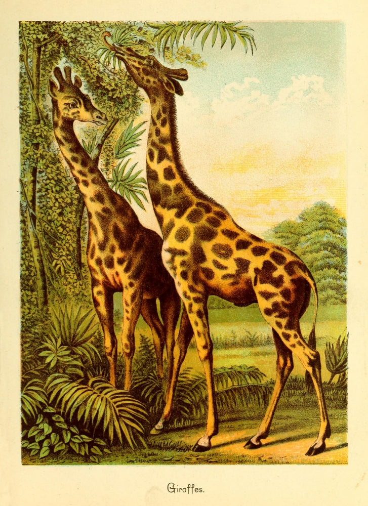Friend and Foe from Field and Forest Giraffes Poster Print