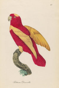 Monographie der Papergeien 1842 Poster Print showcasing vintage avian art.