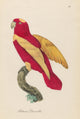 Monographie der Papergeien 1842 Poster Print showcasing vintage avian art.