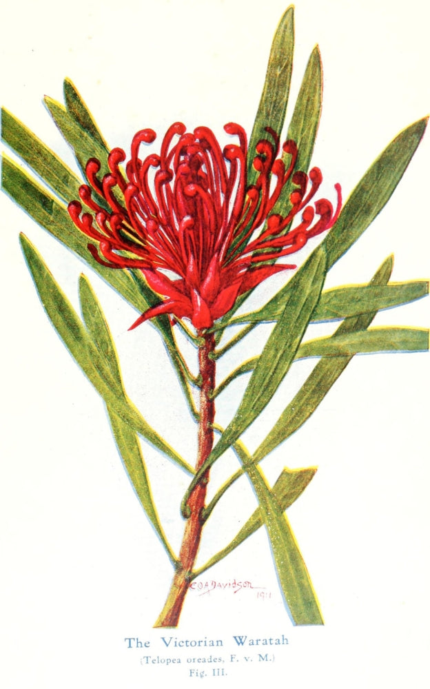 Australian Flora in Applied Art 1915 Waratah Poster Print by J. Sowerby