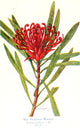 Australian Flora in Applied Art 1915 Waratah Poster Print by J. Sowerby