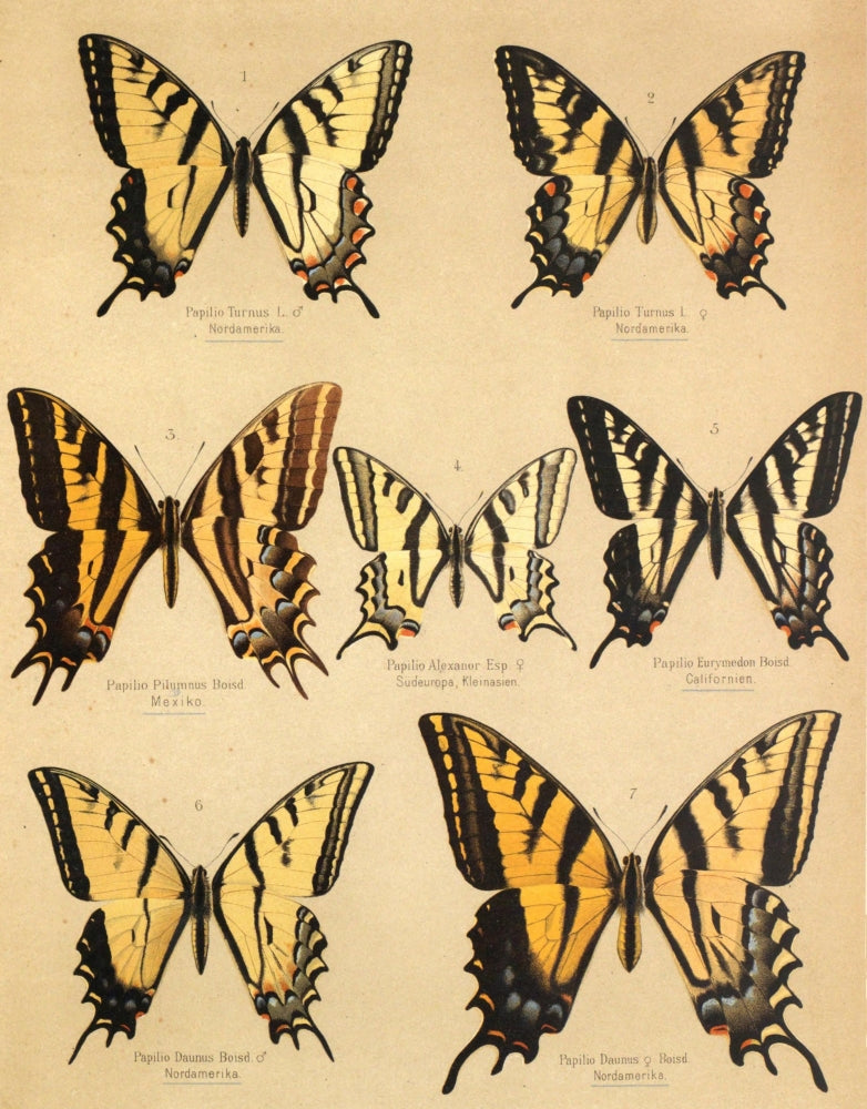 Die Artbildung und Verwandtschaft 1889 Poster Print
