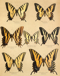 Die Artbildung und Verwandtschaft 1889 Poster Print