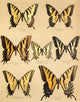 Die Artbildung und Verwandtschaft 1889 Poster Print