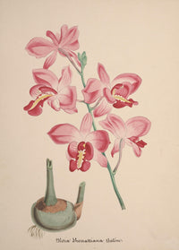 Collection d'Orchide c.1900 Bletia Catenulata Poster Print
