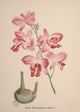 Collection d'Orchide c.1900 Bletia Catenulata Poster Print