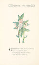 Flower Children 1910 Granddad Sage Poster Print by M.T. Ross
