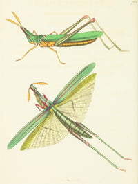 Long-Fronted Locust Fine Art Print from The Naturalists' Miscellany 1789 by Richard P. Nodder