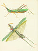 Long-Fronted Locust Fine Art Print from The Naturalists' Miscellany 1789 by Richard P. Nodder