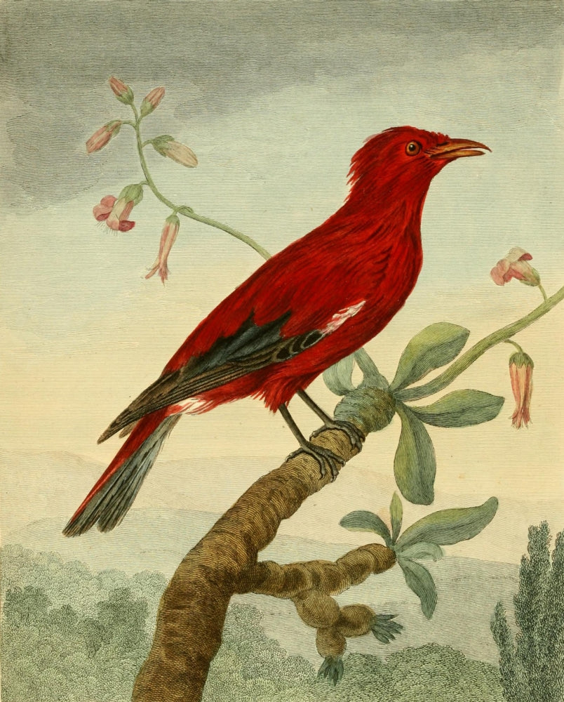 Musei Leveriani 1792 Crimson Roller Poster Print by Charles R. Ryley