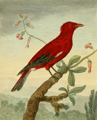 Musei Leveriani 1792 Crimson Roller Poster Print by Charles R. Ryley