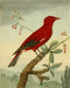 Musei Leveriani 1792 Crimson Roller Poster Print by Charles R. Ryley